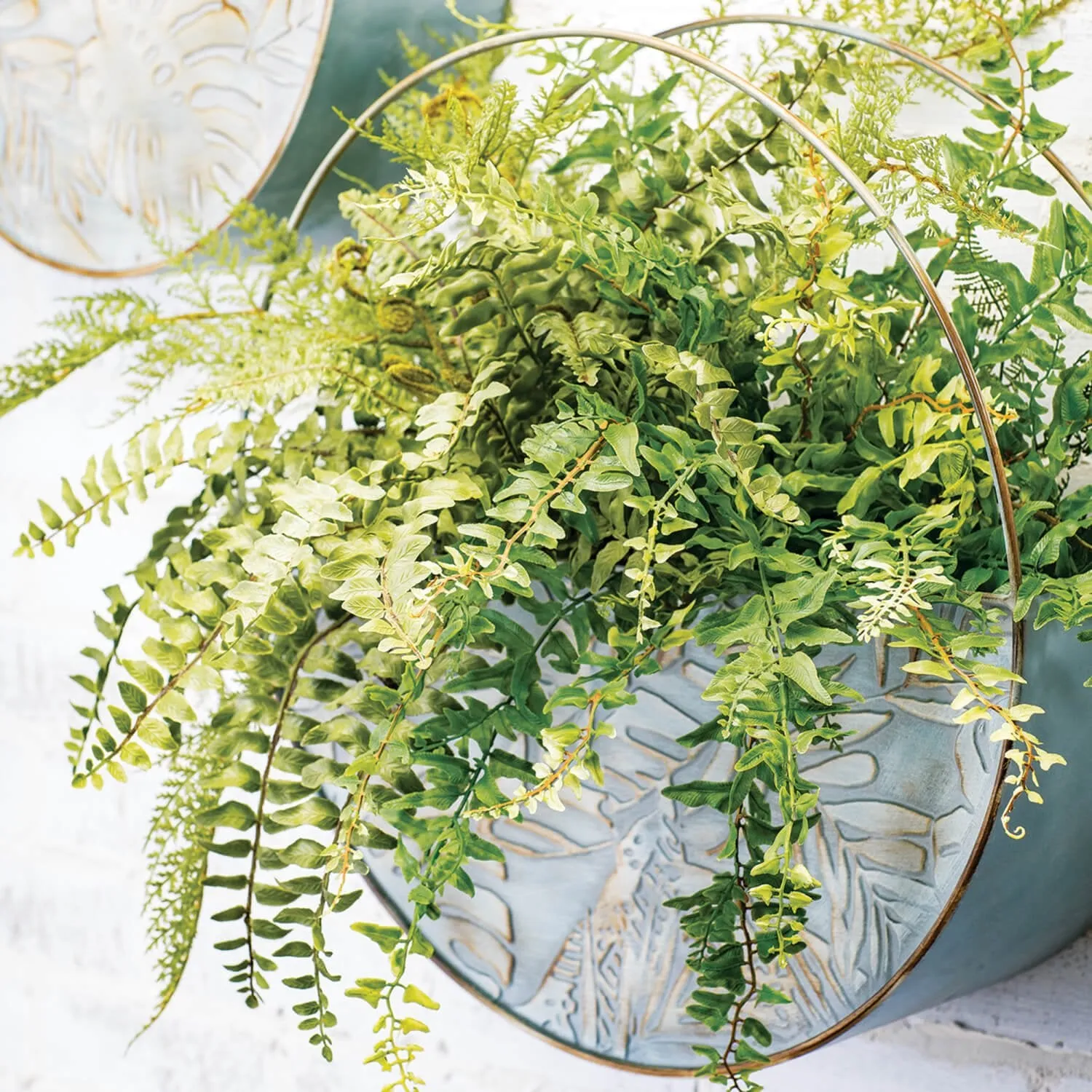 Boston Fern Bush